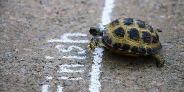 A turtle crossing a race finish line. 