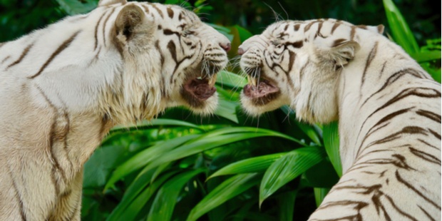 two tigers growling at each other like the human poker pros do